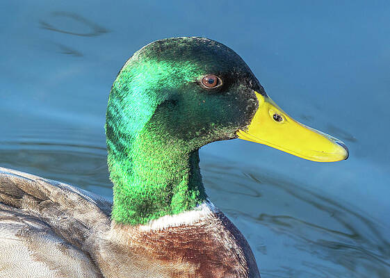 Tennessee Wall Art featuring the photograph Fountain City Mallard by Douglas Wielfaert