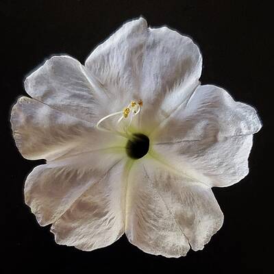 Green Photograph - Four O'clock by Joy Garso