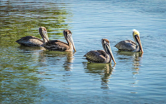 Wall Art featuring the photograph Four Pelicans - A Quartet Of Elegance by Rebecca Herranen