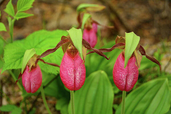 Four Pink Lady's Slippers by Raymond Salani III