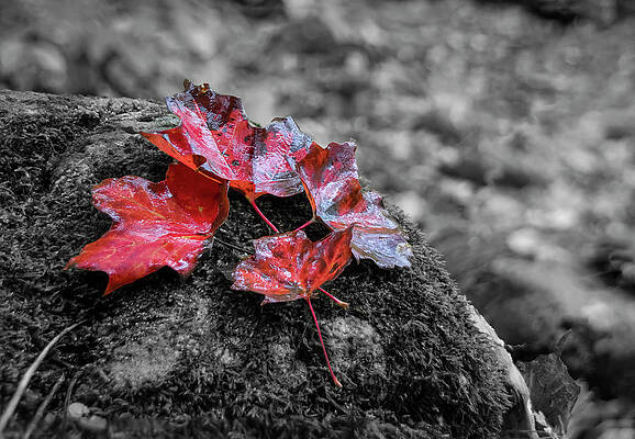 Summer Wall Art featuring the photograph Four Red Maple Leaves On A Rock Selective Colour by John Twynam