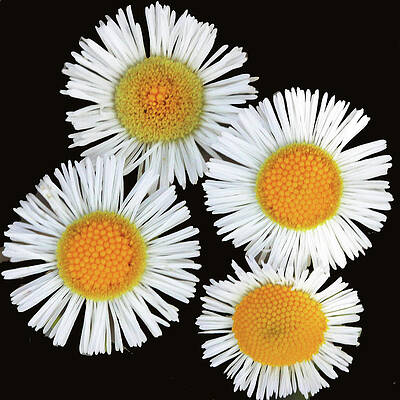 Natural Florida Photograph - Four Small Daisies by Decoris Art