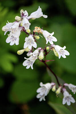 Wall Art featuring the photograph Foxglove Beardtongue by Linda Triplett