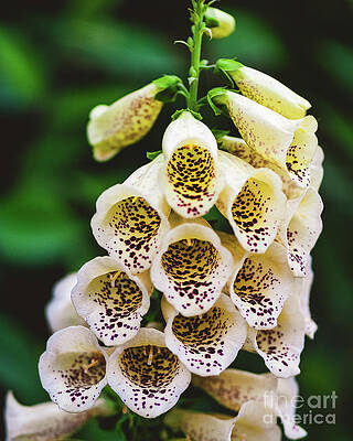 Wall Art featuring the photograph Foxglove Digitalis Purpurea 'Dalmatian Cream' by Abigail Diane Photography