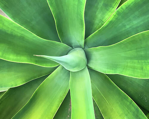 Monochromatic Wall Art featuring the photograph Foxtail Agave by Anorel