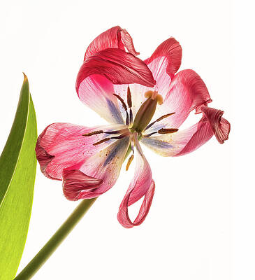 Wall Art featuring the photograph Fragile Tulip by Mary Jo Allen