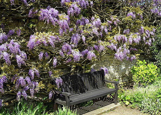 Spring Wall Art featuring the photograph Fragrant Setting by Shirley Mitchell