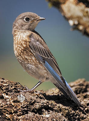 Wall Art featuring the photograph Framed Baby Bluebird by Jean Noren