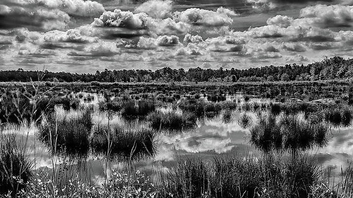 Sky Wall Art featuring the photograph Franklin Parker Preserve Pine Lands by Louis Dallara