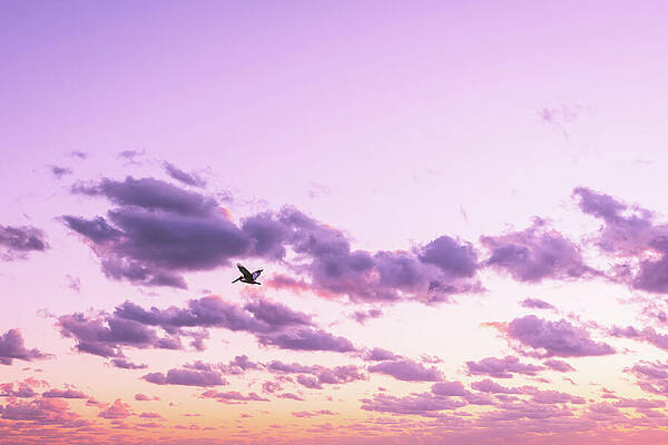 Sky Photograph - Free Bird by Nova Rae