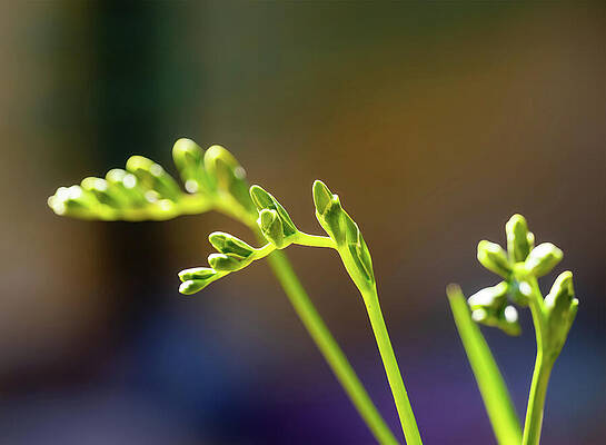 Wall Art featuring the photograph Freesia Buds 03-08-25 by Joe Schofield