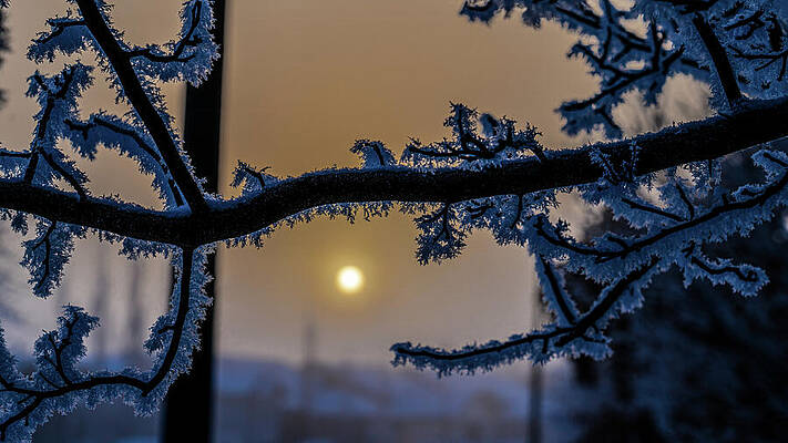 Canada Wall Art featuring the photograph Freezing Morning Alberta Canada by Tommy Farnsworth