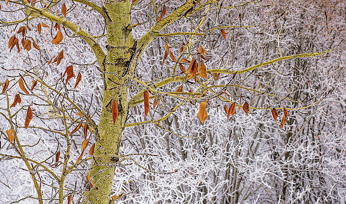 Dramatic Wall Art featuring the photograph Freezing My Leaves Off by Jean Noren