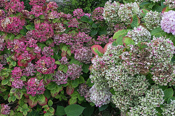 Wall Art featuring the photograph French Hydrangeas by Lisa Chorny
