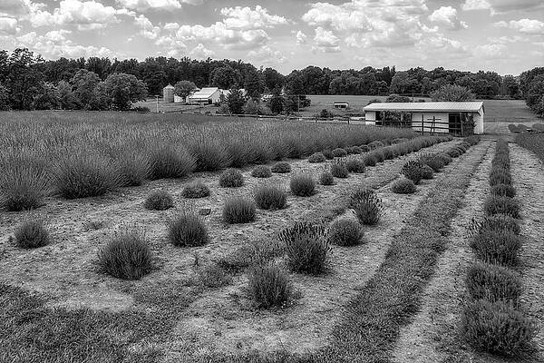 Country Photograph - French Lavender Farm PA BW by Susan Candelario