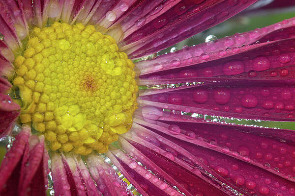 Yellow Wall Art featuring the photograph Fresh As A Daisy by Kevin Schwalbe