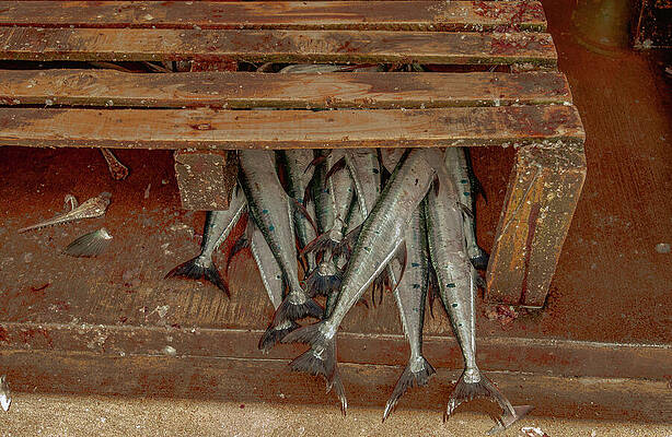 Tanzania Wall Art featuring the photograph Fresh Fish Kivukoni Fish Market Dar Es Salaam 3439-101 by Neptune Images