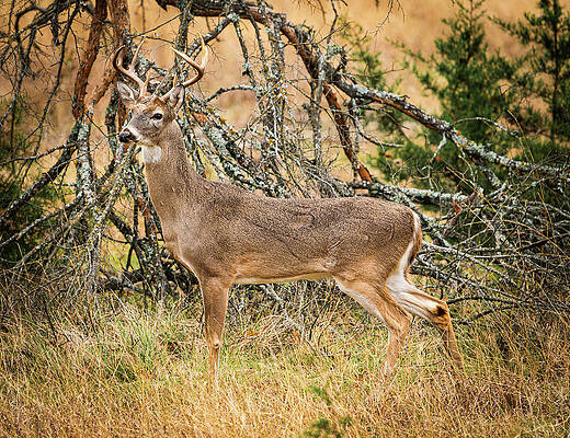 Texas Wall Art featuring the photograph Fresh From Battle by Ron Long Ltd Photography
