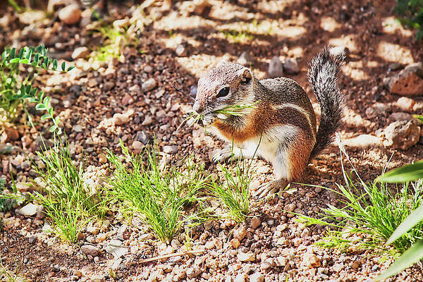 Arizona Photograph - Fresh Greens For Lunch by Tatiana Travelways