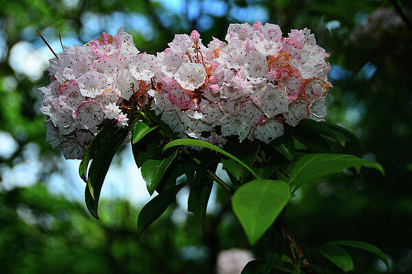 Wall Art featuring the photograph Fresh Mountain Laurel In South Shenandoah Appalachian Trail by Raymond Salani III