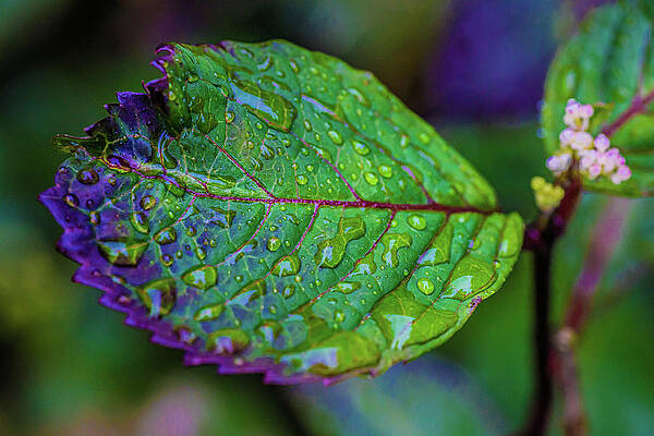 Wall Art featuring the photograph Fresh Rainfall by Nova Rae