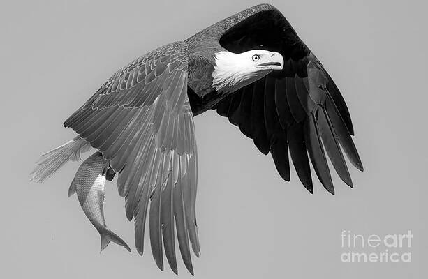 Wall Art featuring the photograph Fresh Sushi Cargo Black And White by Adam Jewell