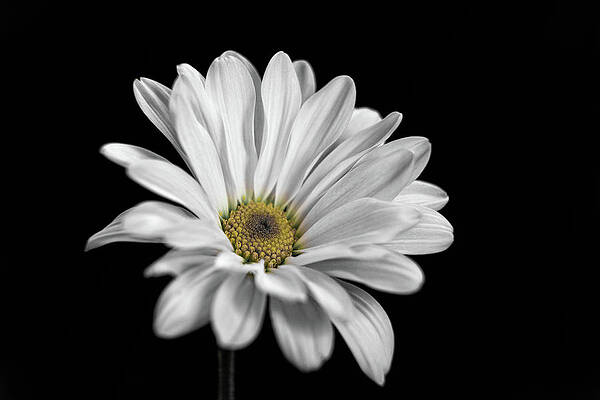Beautiful Photograph - Fresh As A Daisy by Todd Wilkinson
