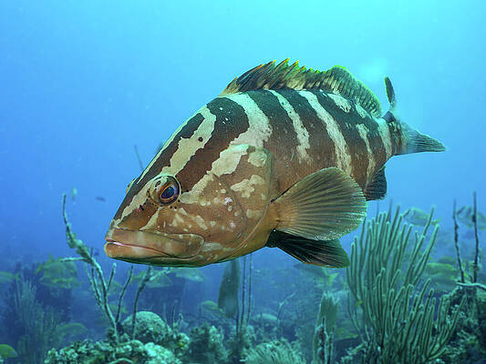 Underwater Wall Art featuring the photograph Friendly Nassau Group by Brian Weber