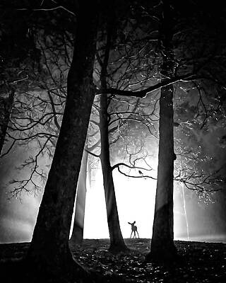 Eerie Forest Silhouette Photograph