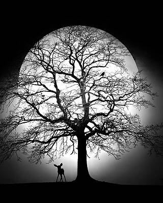 Silhouette of Deer and Tree by Moonlight Photograph
