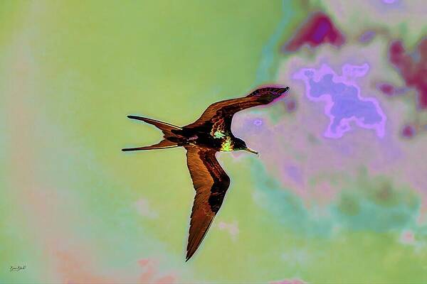 Sky Digital Art - Frigate Bird In The Sky by Bruce Block