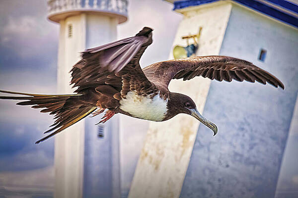 Mexico Photograph - Frigatebird Passing By The Lighthouse by Tatiana Travelways