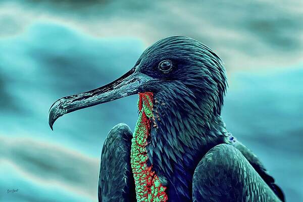 Frigatebird Portrait by Bruce Block