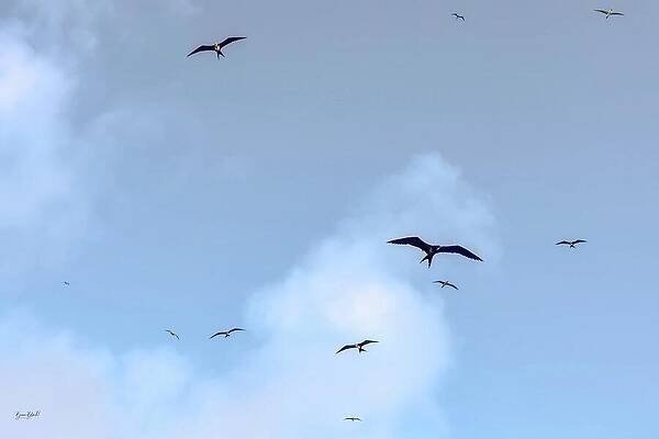 Birds Soaring Against Blue Sky Photograph