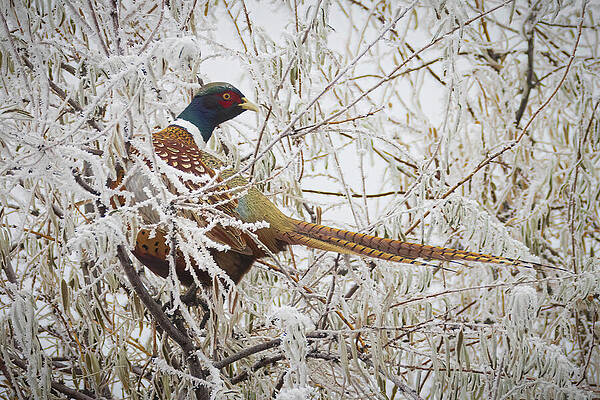 Wall Art featuring the photograph Frigid Pheasant by Mike Lee