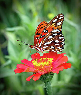 Spring Photograph - Fritillary by Gina Fitzhugh
