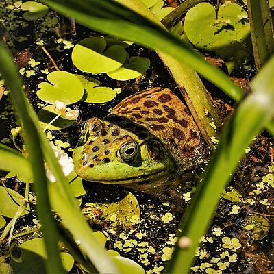 Wall Art featuring the photograph Frog by John Linnemeyer