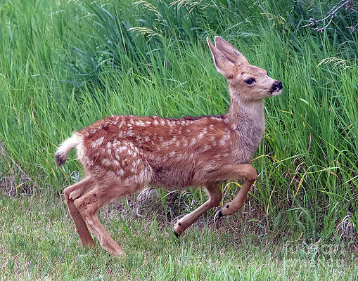 Deer Photograph - Frolicking Fawn by Shirley Dutchkowski