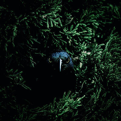 Bird Wall Art featuring the photograph From The Shadows by Rich Kovach