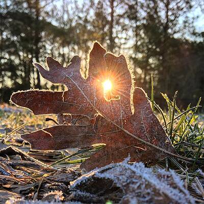 Natural Photograph - Frost Covered Leaf by Greg Lane