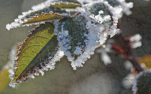 Nature Wall Art featuring the digital art Frost On A Leaf by Antonios Valamontes