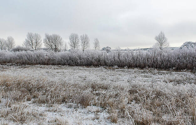 Frost-Covered Winter Landscape Wall Art