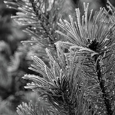 Frosted Pine Needles Wall Art