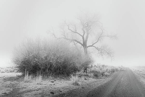 California Wall Art featuring the photograph Frosty Cottonwood In Fog - Monochrome by Mike Lee