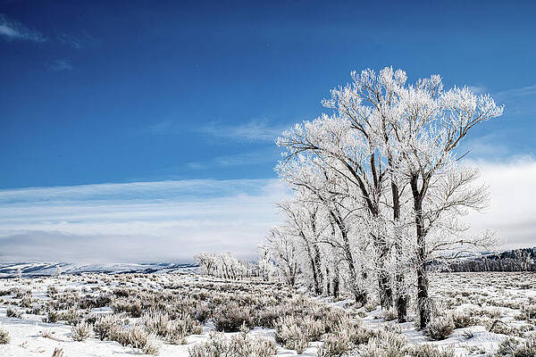 Wyoming Photograph - Frosty Cottonwoods Along The Gros Ventre River by Douglas Wielfaert