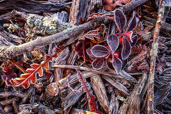 Wall Art featuring the photograph Frosty Morning by Jeff Sinon
