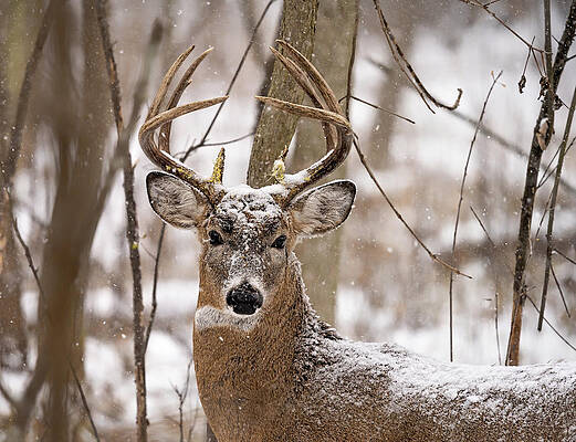 Large Photograph - Frosty Ten by James Overesch