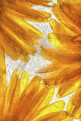 Yellow Wall Art featuring the photograph Frozen Amber by Elvira Peretsman