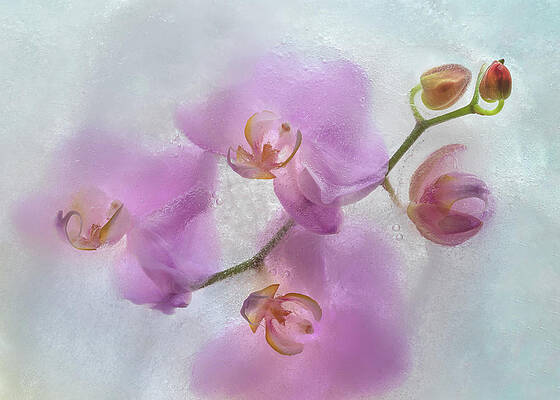 Flower Wall Art featuring the photograph Frozen Beauty by Elvira Peretsman