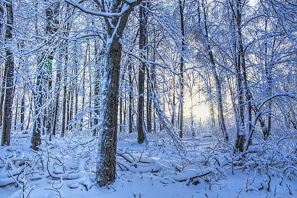 Wall Art featuring the photograph Frozen Blazing Sun by Dale Kauzlaric